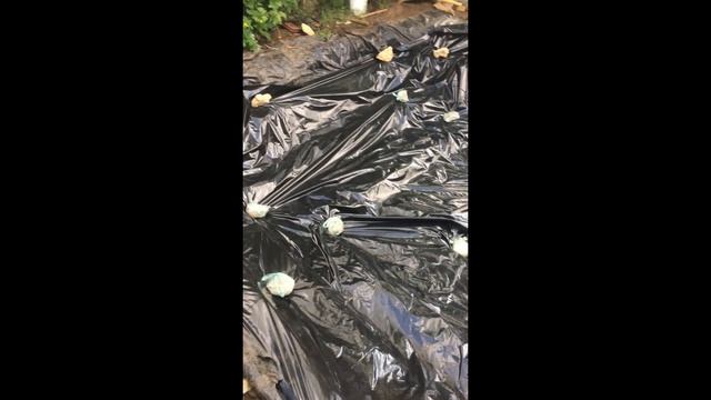 Пленочный пруд своими руками. смотреть онлайн