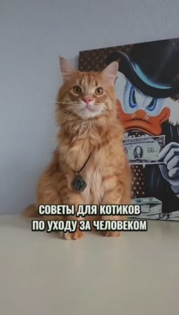 Как вам такие советы? #животные #котики #советы