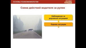 14.06.2019 МСК 19-00 Психофизиологические основы деятельности водителя