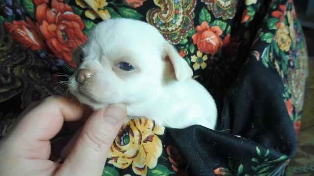 #ЦЕНА щенка #чихуахуа 35 тр БЕЛО кремовый мальчик ОТКРЫТ для РЕЗЕРВА #купитьчихуахуа +7 921 5950848 смотреть онлайн