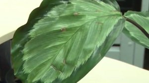 Калатея поглощает энергию агрессии