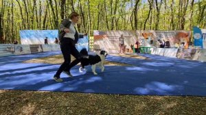 Первая выставка бордер колли, 8 месяцев/First exhibition Border Collie, 8 months