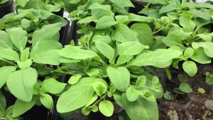 Вредители на петунии! Эффективный препарат, помог 100%! Мучнистый червец.