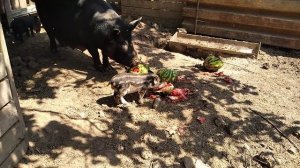 вьетнамские поросята, свиньи как бизнес , жизнь в деревне, дюрок ,крым2021,ландрасы,мангалица.