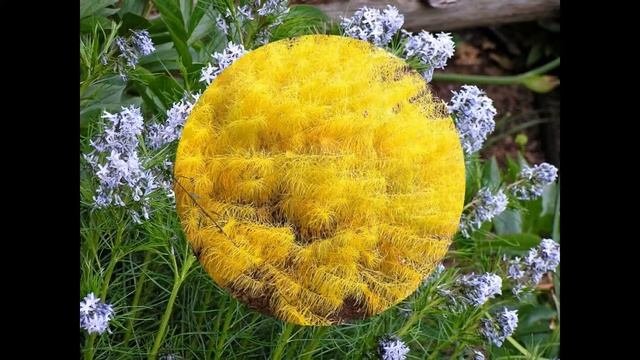 АМСОНИЯ  /AMSONIA( растения/plants)( HD Slide Show)!