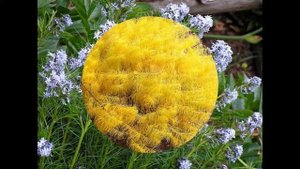 АМСОНИЯ /AMSONIA( растения/plants)( HD slide show)!
