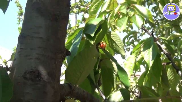 Уход за черешней. Формирование и подкормка черешни.