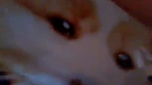 Где же кот? смотреть онлайн