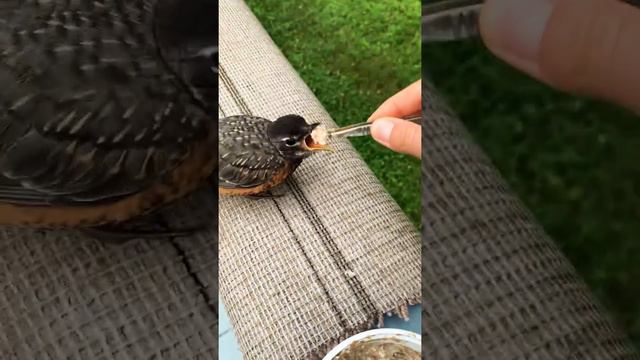 Hit 3.3millions on TiKTok !!! little baby American Robin/ручной птенец американского Робина