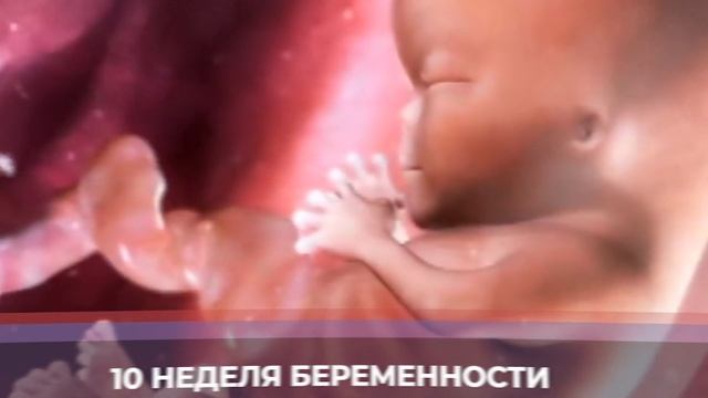 Десятая Неделя Беременности. Двенадцатая  Акушерская Неделя.