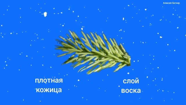 Почему опадают листья?