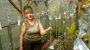 Теплица,томаты  .Бирки для томатов .