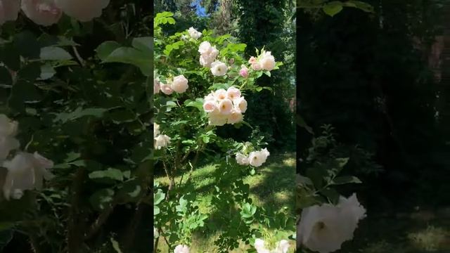 Мой сад в июне , цветение жасмина смотреть онлайн