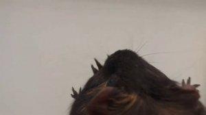 СТРИЖКА КОГТЕЙ У МОРСКИХ СВИНОК