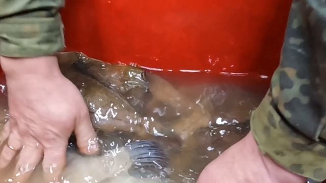 ВКУСНЫЙ ВЯЛЕНЫЙ КАМБАЛА-ЁРШ. ЗОЛОТАЯ РЫБКА ИЗ МУРМАНСКА. "GOLDFISH FROM MURMANSK. FLOUNDER-RUFF".