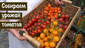Дачные сезоны с Мариной Рыкалиной от 25 августа 2022. Томатный спецвыпуск