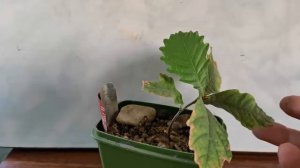 Как вырастить бонсай из желудя дуба