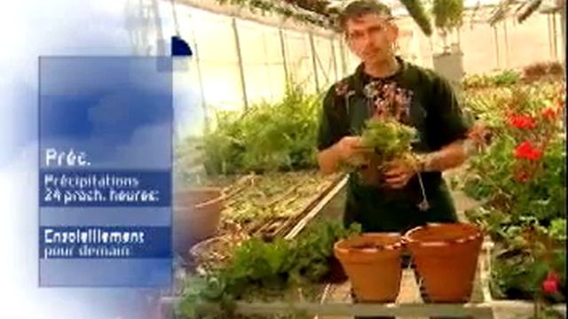 Les pelargonium смотреть онлайн