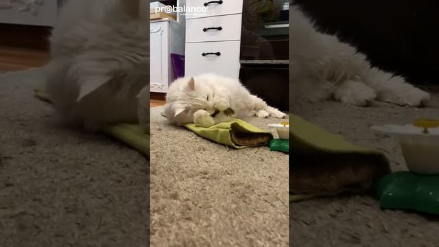 Жить надо в кайф. Свэша релаксирует. #пробаланс #кормдлякошек #котикитакиекотики #кошкавдоме смотреть онлайн