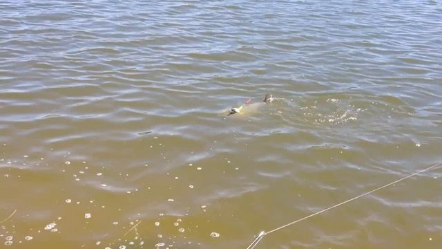 Ростовском море толстолобик смотреть онлайн