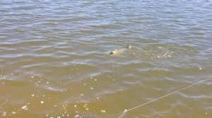 Ростовском море толстолобик
