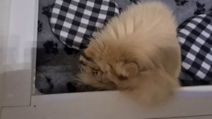 Щенкам шпица 0 дней.Роды померанского шпица.  Щенки родились!