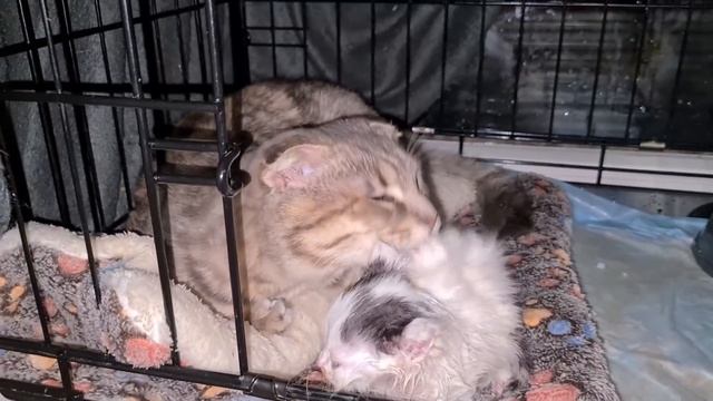 Цаца стала мамой для брошенных котят?.Ищем Хасю.У нас прибавление на очень милого щенка-собакена. смотреть онлайн