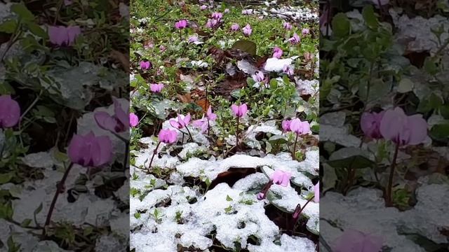 Цикламены под снегом! Красивое чудо природы! Cyclomenes under the snow! смотреть онлайн