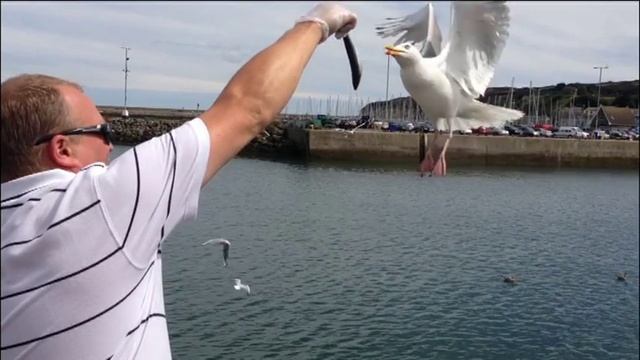 Albatrosses and seals in HOWTH  Альбатросы и Морские Котики в Хофте  August 2013
