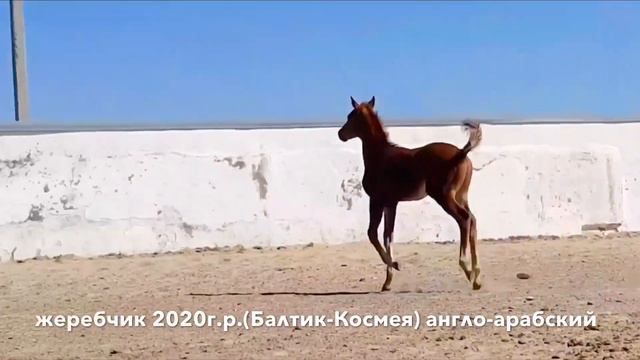 жеребчик 2020г.р.(Балтик-Космея) англо-арабский смотреть онлайн