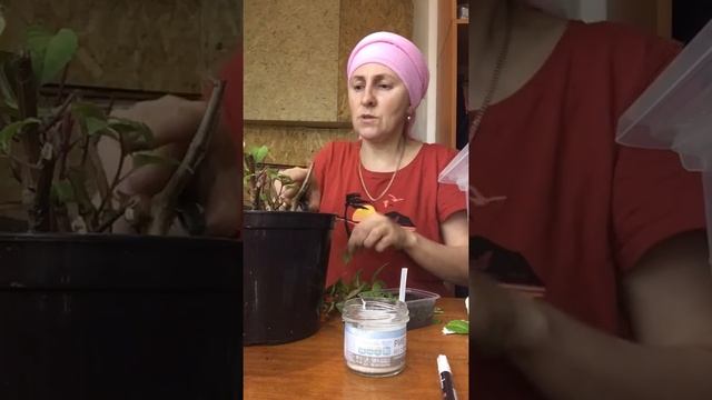 Формирование фуксий и черенкование осенью . смотреть онлайн