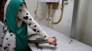 ДЕЛАЕМ РЕНТГЕН ВАРАНАМ. Определение пола у ящериц