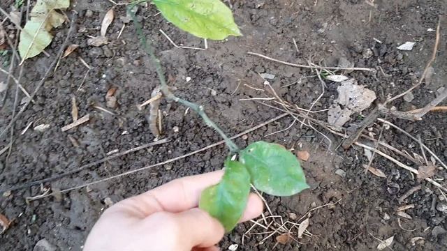 Цитрусовые растения в января в открытом грунте без укрытия смотреть онлайн