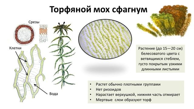 16. Мхи (6 класс) - биология, подготовка к ЕГЭ и ОГЭ 2018 смотреть онлайн