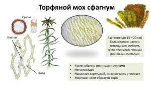 16. Мхи (6 класс) - биология, подготовка к ЕГЭ и ОГЭ 2018