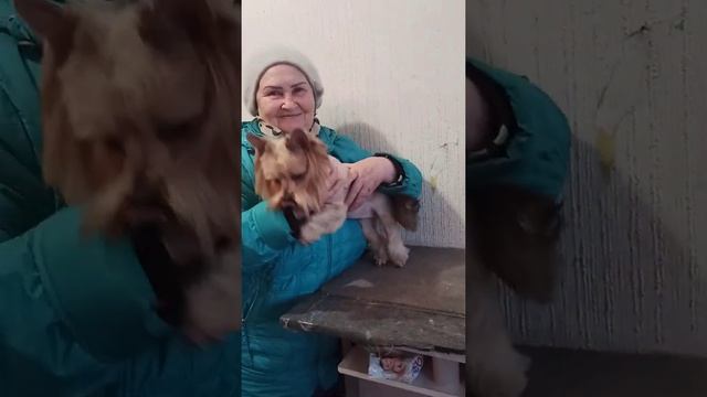 Девочка йорка сменила причёску!/ стрижка собак.