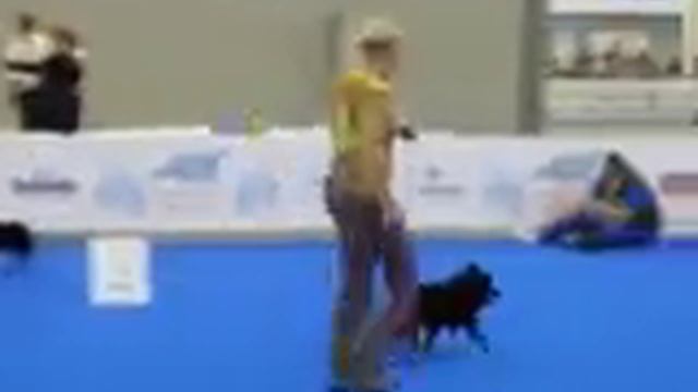 Чемпионат мира собак 2016 схипперке смотреть онлайн