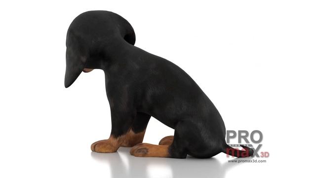 Dachshund Puppy 3D Model Rigged | PROmax3D