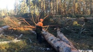 Валка леса /// В прохладную погоду /// ???