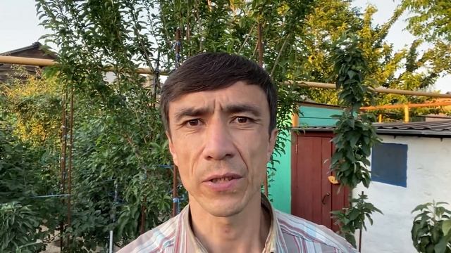 Подкормка и полив плодовых деревьев летом. Как правильно поливать и подкармливать деревья в саду.