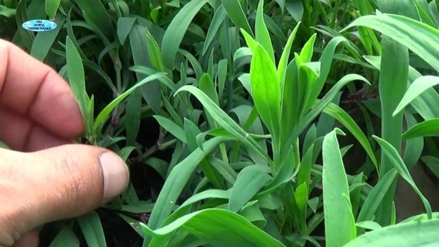 ПОВЕЛИКА-СОРНЯК-ПАРАЗИТ! КАК БОРОТЬСЯ С ЭТИМ КАРАНТИННЫМ РАСТЕНИЕМ. смотреть онлайн