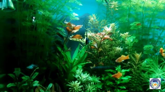 запуск травника 200 литров 3 недели спустя смотреть онлайн