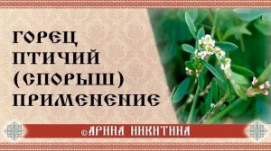 Горец птичий (спорыш) | Лечебные свойства | Применение для оберегов и талисманов | Арина Никитина