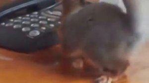 Домашние белки или как держать белку дома