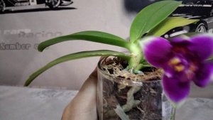 Домашнее цветение орхидеи фаленопсис Phal. Vio Vio 'Three Lips Cat Face' ( морда кошки)
