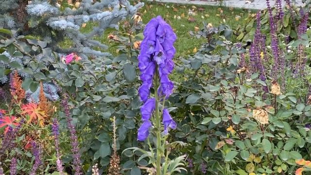 Эстетика осеннего Уральского сада ! Октябрь - побелка плодовых деревьев , уборка листьев#садосенью смотреть онлайн