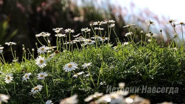 Свекровь выставила невестку за порог. А однажды увидев… смотреть онлайн