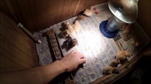 Кучинская Юбилейная и другие // Очередная инкубация кур