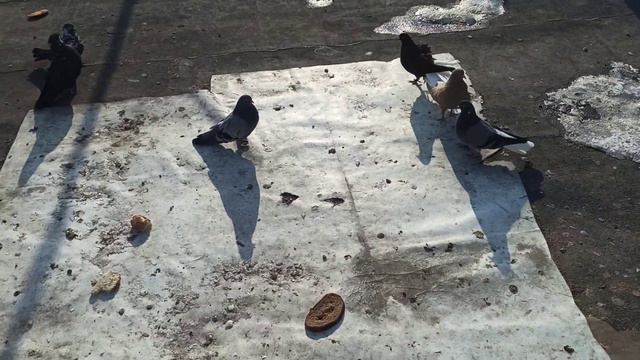 Профилактические действия против заболеваний голубей, которые делаю я. смотреть онлайн