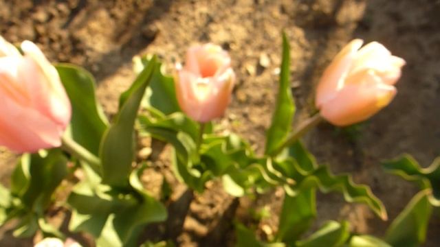 Пионовидные тюльпаны в начале цветения. смотреть онлайн